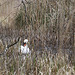 Swan in Marl Bog
