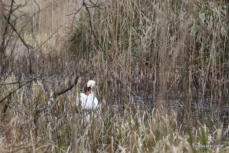 Swan in Marl Bog