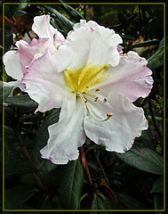 Lovely White Flower