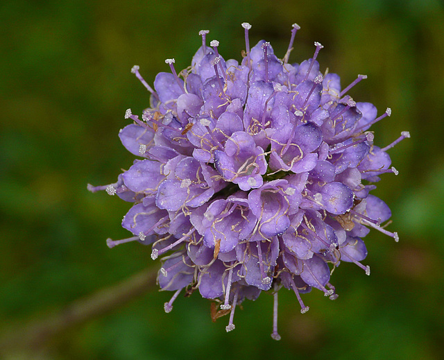 Devil's-bit Scabious