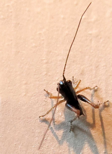 tiny cricket on the wall
