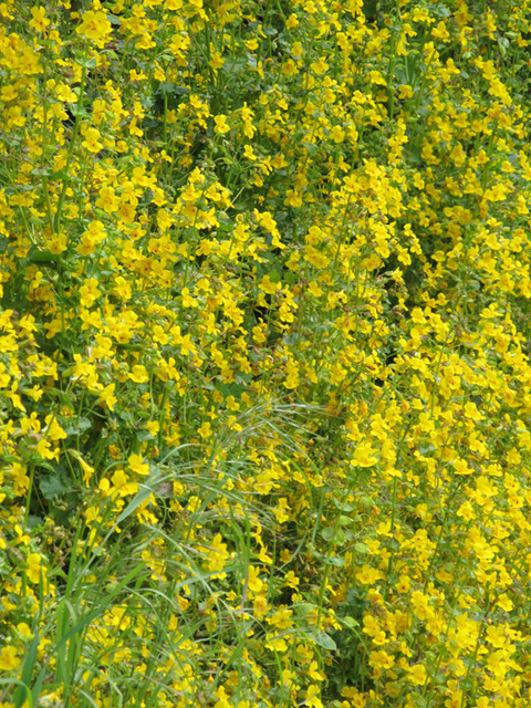 Seep-Spring Monkeyflowers