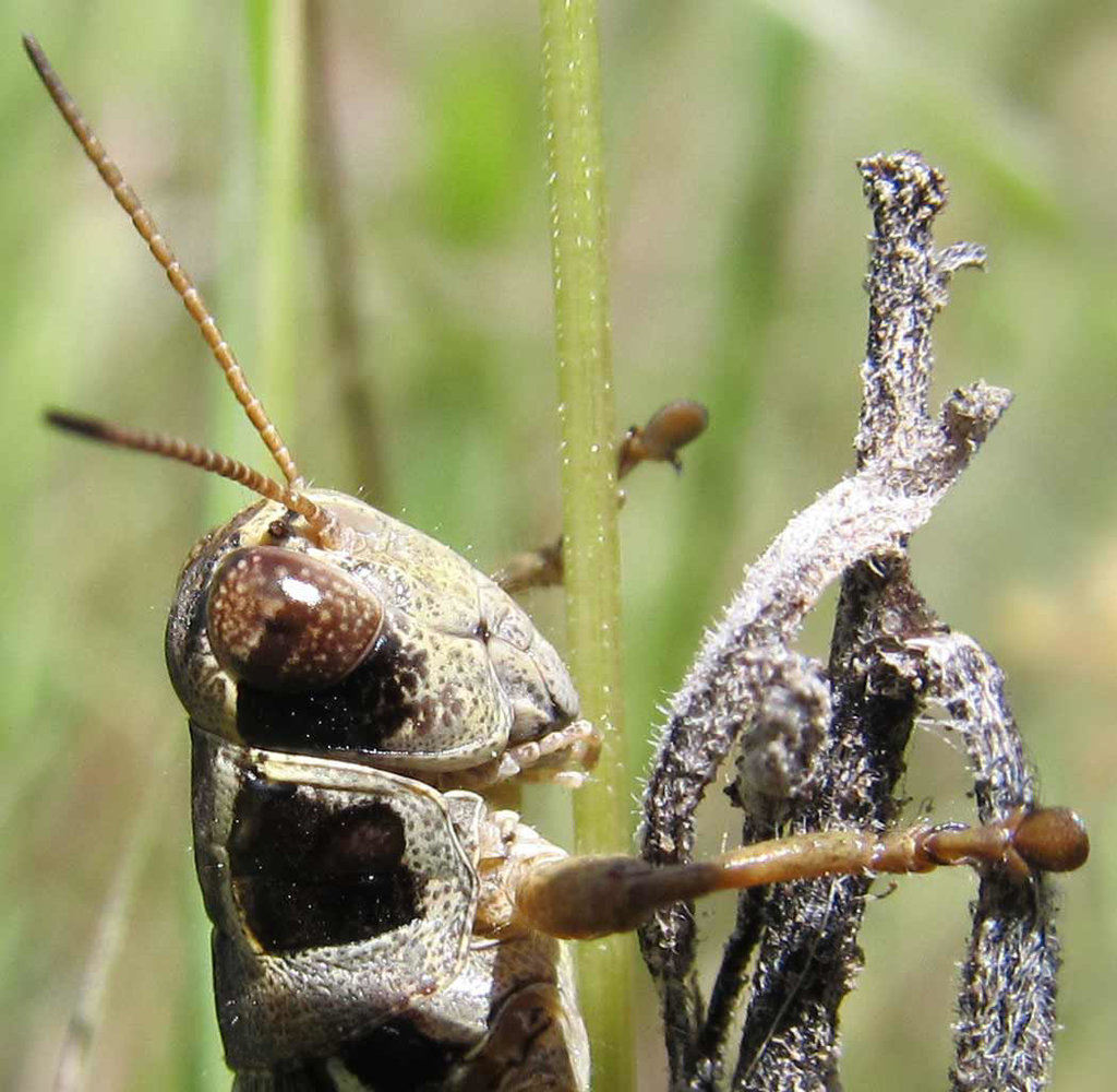 cricketcloseup