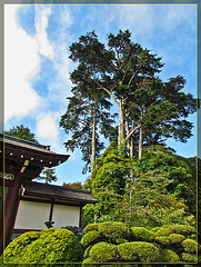 Japanese Tea Garden Tree