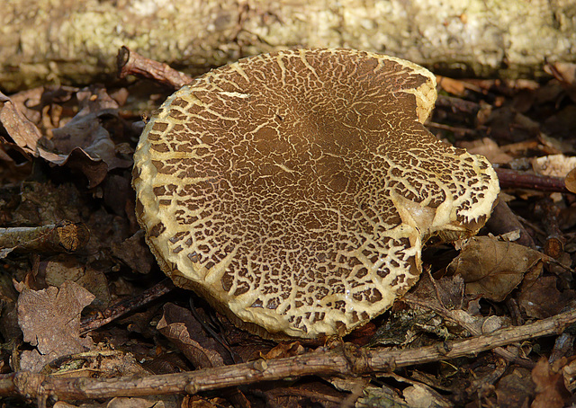 Boletus impolitus