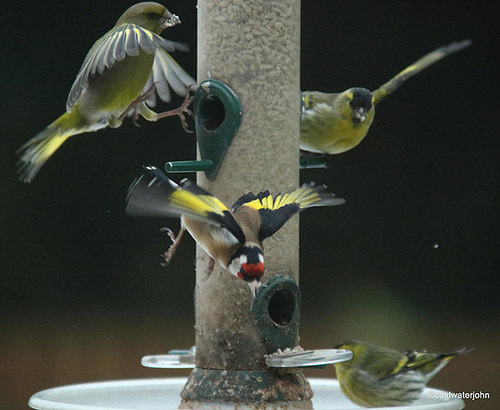 This morning at the feeder