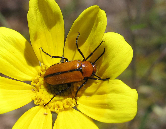 Blister Beetle on Yellow Flower