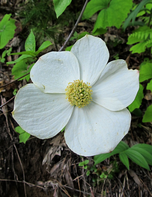 whiteblossomontree