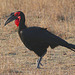 Ground Hornbill