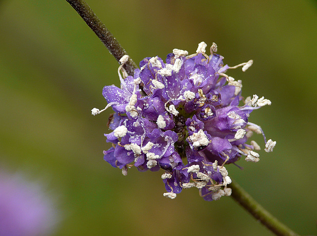 Unknown Wildflower