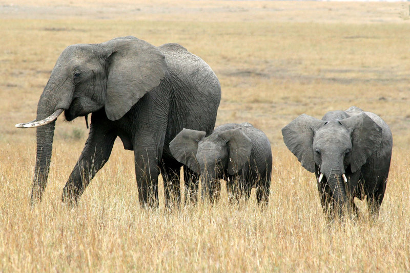 Elephant family