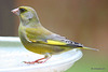 Greenfinch on a bitterly cold day