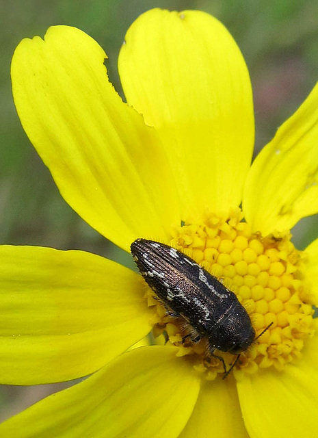 blackmottledbeetleonyellowflower