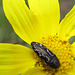blackmottledbeetleonyellowflower