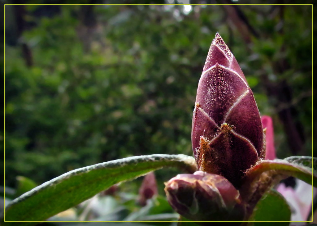 Unidentified Flower Bud