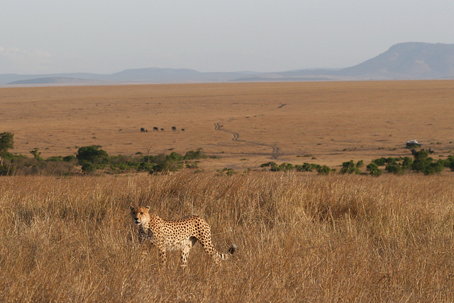 Alone on the plains