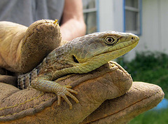 Southern Alligator Lizard