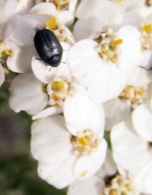 blkbeetleonyarrow