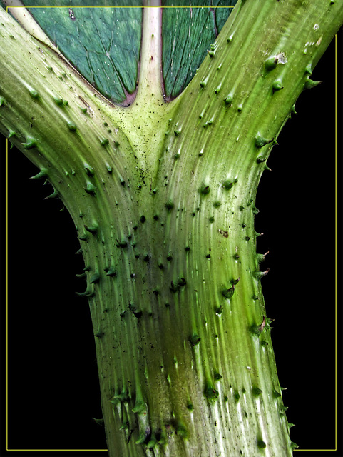 Spiny Stem Detail