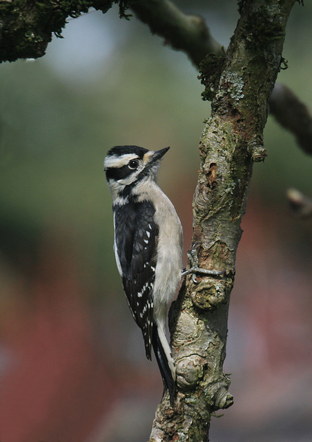 Female Downy Woodpecker