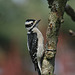 Female Downy Woodpecker