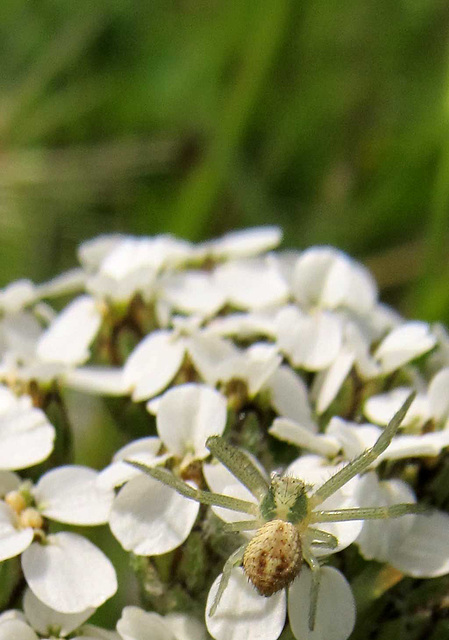 crabspideronyarrow