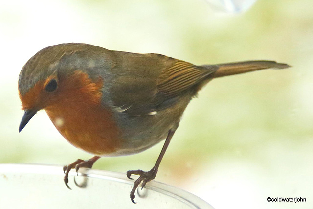 The Orchard Robin, waiting for his food