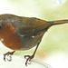 The Orchard Robin, waiting for his food