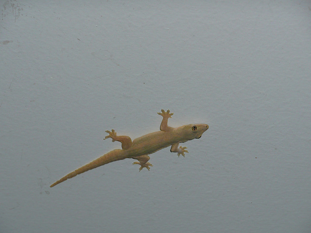 Gecko