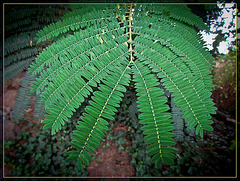 Faux Sensitive Plant Leaves