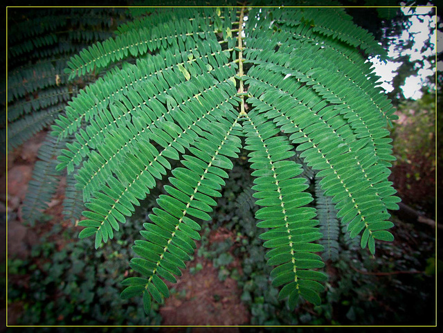 Faux Sensitive Plant Leaves