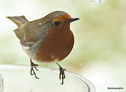 The Orchard Robin waiting for breakfast