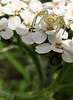 crabspideronyarrow3