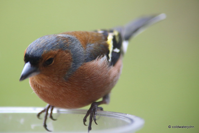 Chaffinch close-ups