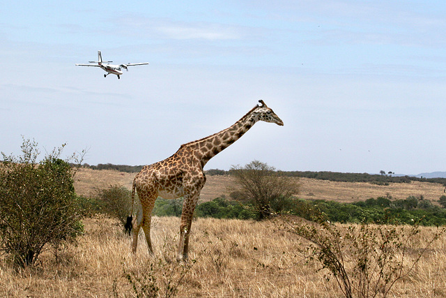 Giraffe in the flight path