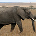 African elephant