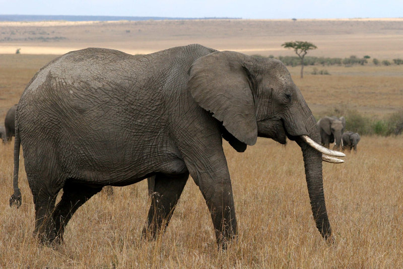 African elephant