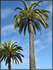 Palm Trees Outside the De Young Museum