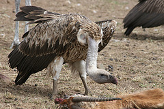 Vulture' s lunch