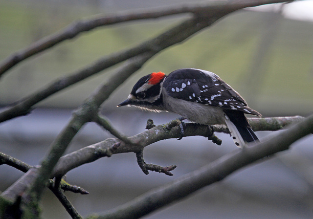 Male Downy Woodpecker