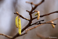 Hazel Catkins are out.