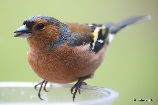 Chaffinch close-ups