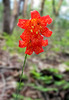 Scarlet Fritillary or Red Bell