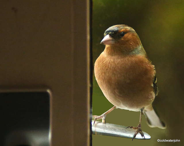 If he eats much more,  he'll be opening the door handle when he lands on it!