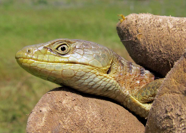 Southern Alligator Lizard Closeup