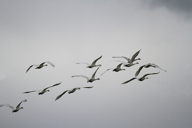 Flying Into the Storm