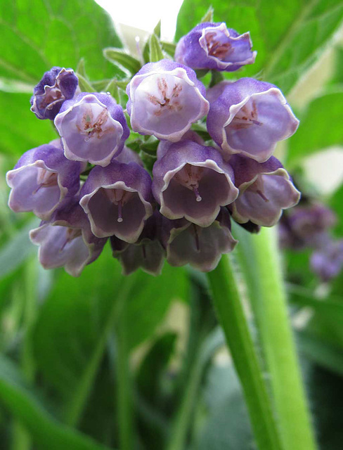 bluebells