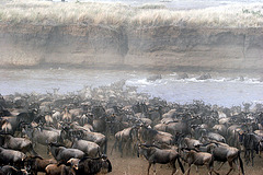 Wildebeests crossing the Mara River