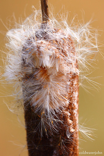 Bullrush seedhead bursting open