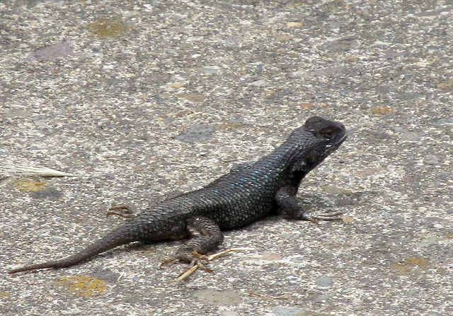 Bluebelly Lizard